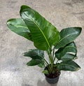 8" Bird of Paradise White
